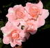 Dear One rose photo