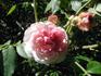 Limberlost Blush rose photo