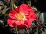Lavemint rose photo