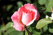 Domila rose photo