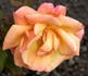 Artistic rose photo