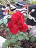 Hester Prynne rose photo