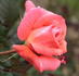 Bean Rock rose photo