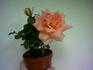 Double Gold ™ rose photo