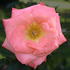 Taupo ® rose photo