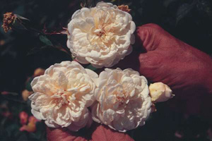 Colonial White / Sombreuil